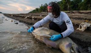 Una toxina causada por el calor pudo haber sido la que mató a 120 delfines en la Amazonía