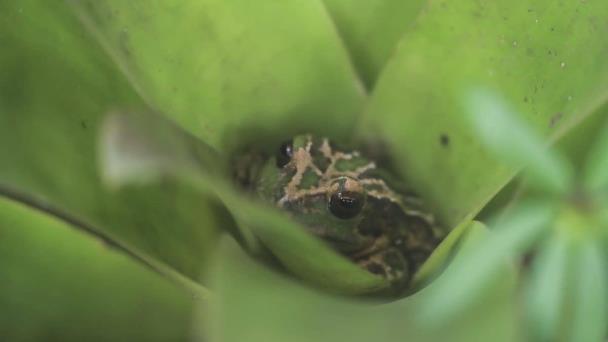 El croar de la última rana de Quito ligada al agua vuelve a resonar poco a poco