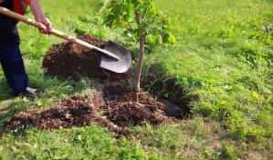 ¿Es absurdo plantar árboles para combatir el cambio climático?