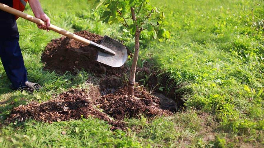 ¿Es absurdo plantar árboles para combatir el cambio climático?