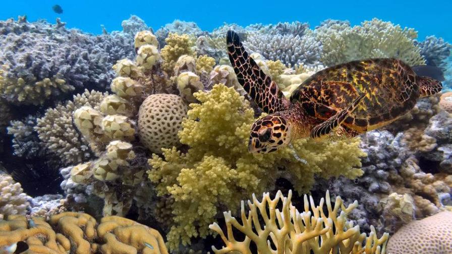 Una alianza de países promete 12,000 millones de dólares para proteger los corales