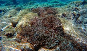 Coral invasor que ha causado estragos en Venezuela ya ha sido detectado en Cuba