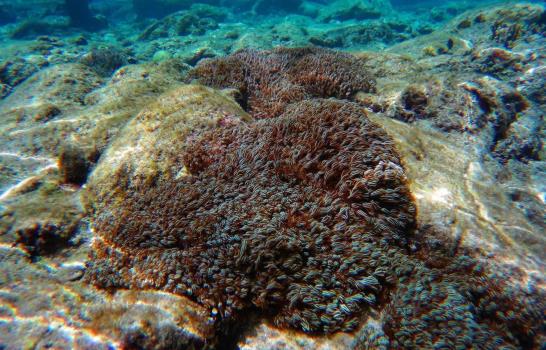 Coral invasor que ha causado estragos en Venezuela ya ha sido detectado en Cuba