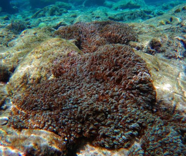 Coral invasor que ha causado estragos en Venezuela ya ha sido detectado en Cuba