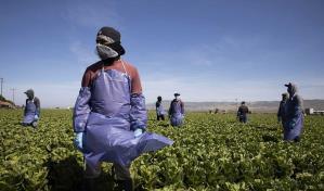 Ley de ayuda a trabajadores agrícolas en Colorado ha empeorado sus condiciones