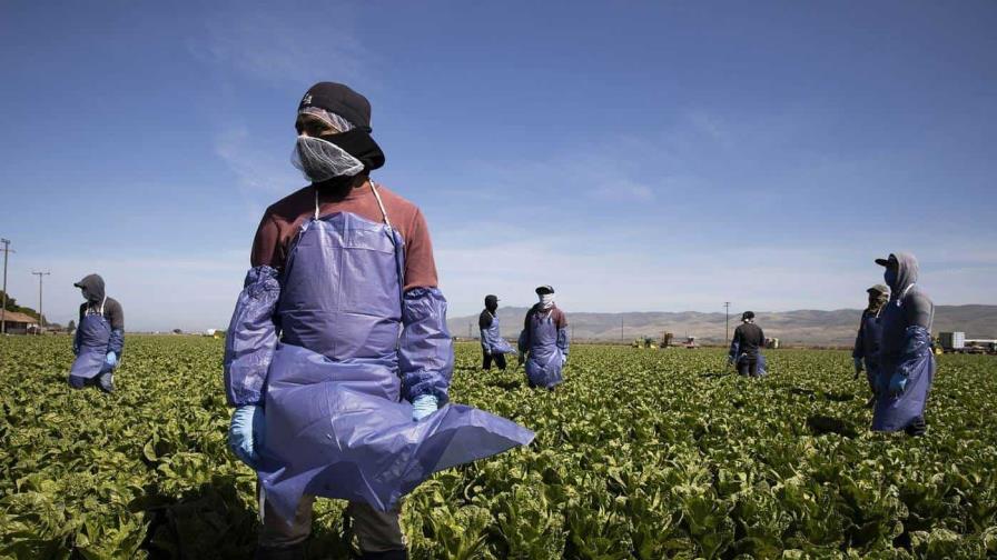Ley de ayuda a trabajadores agrícolas en Colorado ha empeorado sus condiciones