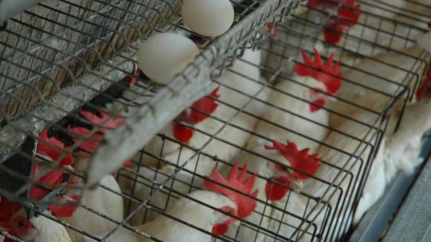 Las gallinas se sonrojan según sus emociones, apunta un estudio