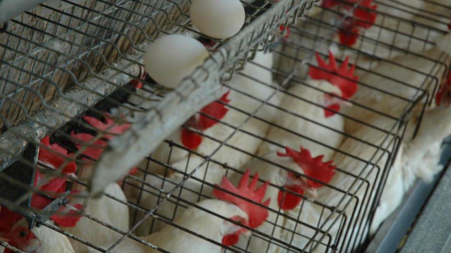 Proponen sacrificar gallinas ponedoras de huevos destinados al mercado haitiano