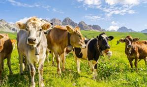 Lanzan en Brasil un proyecto para mitigar los gases contaminantes de las vacas