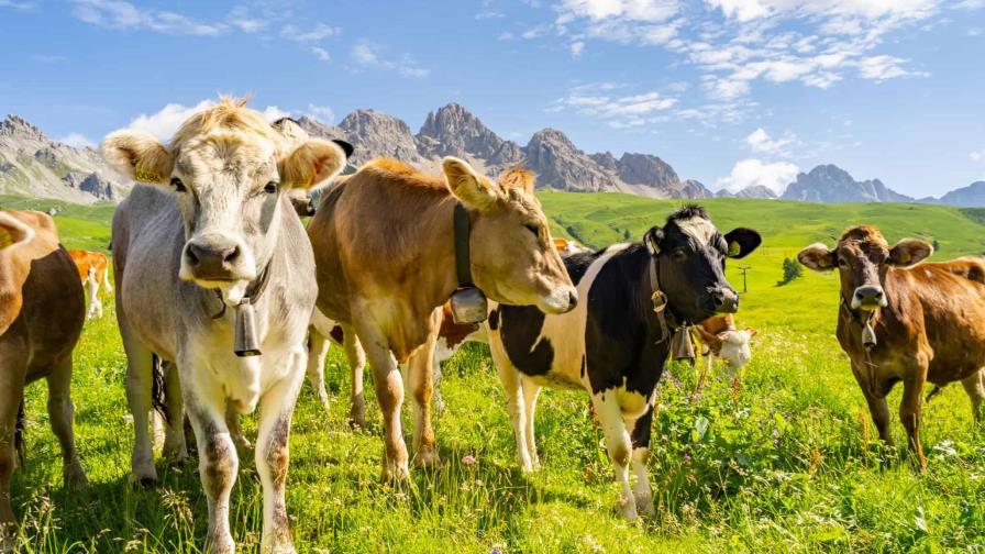 Lanzan en Brasil un proyecto para mitigar los gases contaminantes de las vacas
