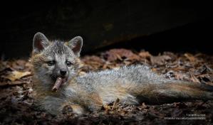 Estas son las fotos más divertidas de animales del Comedy Wildlife Photography Awards 2023