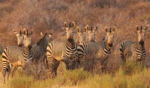 La voz humana asusta más a los animales que el sonido del león