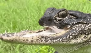 VIRAL| Un cocodrilo sin mandíbula se vuelve viral en redes sociales y así lo apodaron