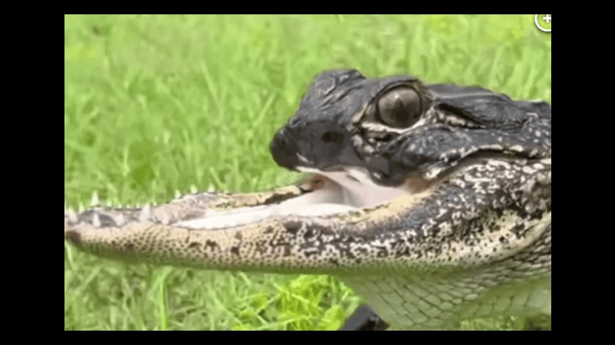 VIRAL| Un cocodrilo sin mandíbula se vuelve viral en redes sociales y así lo apodaron