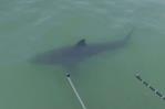 Desplazados por el cambio climático, tiburones amenazan la vida marina en California Desplazados por el cambio climático, tiburones amenazan la vida marina en California