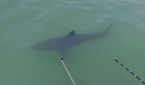 Desplazados por el cambio climático, tiburones amenazan la vida marina en California