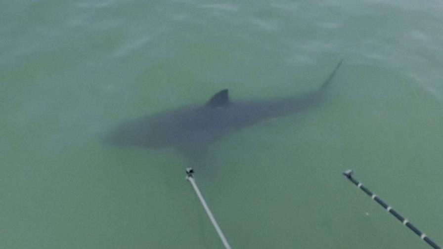 Desplazados por el cambio climático, tiburones amenazan la vida marina en California