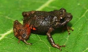 Descubiertas dos nuevas especies de ranas diminutas en los páramos y bosques de Ecuador