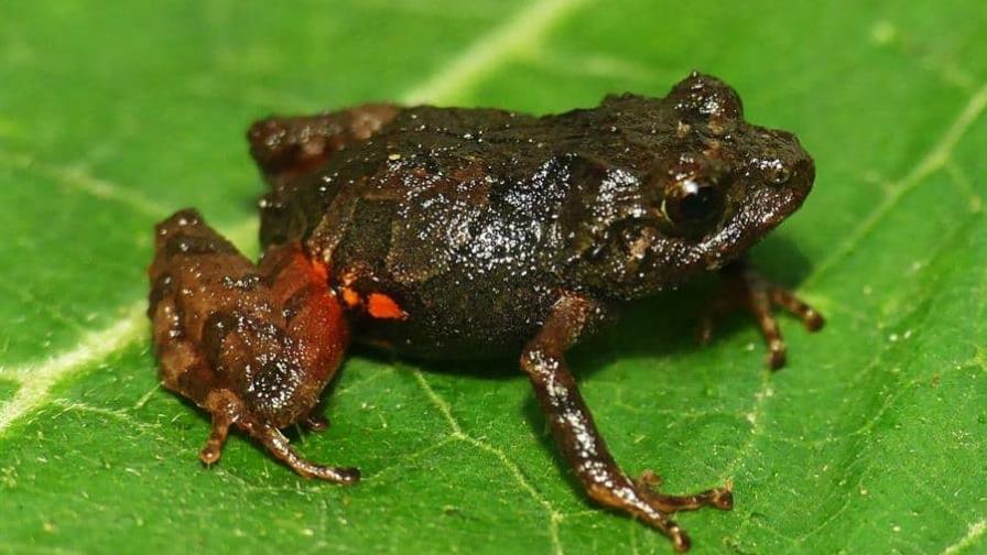 Descubiertas dos nuevas especies de ranas diminutas en los páramos y bosques de Ecuador