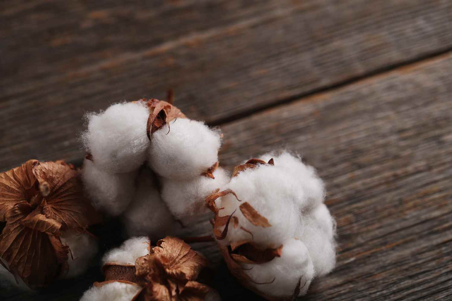 Cuáles son los beneficios de usar ropa interior de algodón? - Sydney
