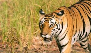 La inteligencia artificial al servicio de la fauna salvaje