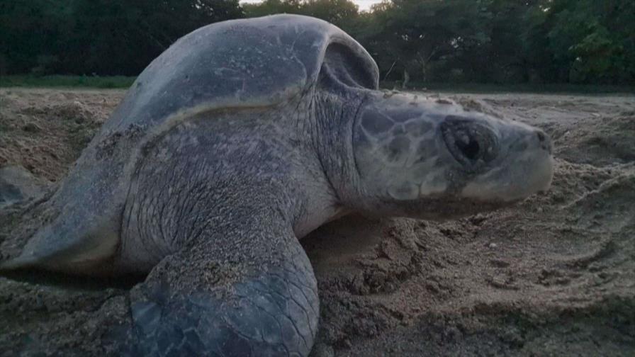 Tortugas marinas en peligro de extinción