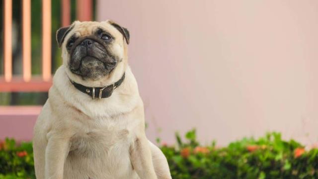 Cómo evitar el aumento de peso de tu mascota