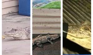 Hombre es arrestado por tener de mascota a nueve cocodrilos en su residencia en Pensilvania