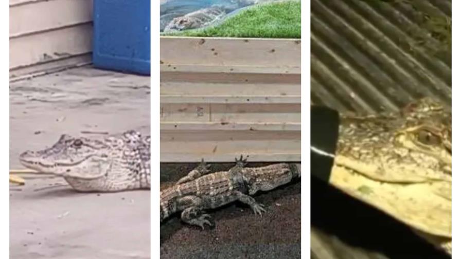 Hombre es arrestado por tener de mascota a nueve cocodrilos en su residencia en Pensilvania