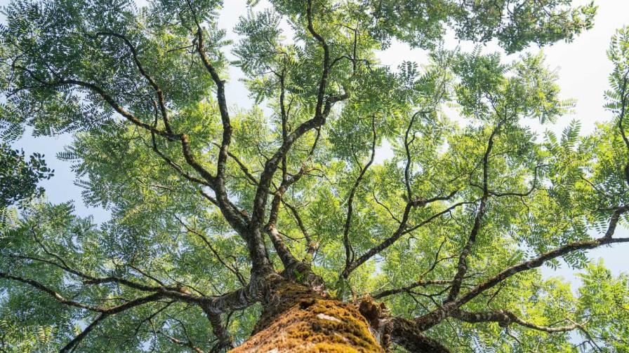 La mayor tormenta solar de la historia sale a la luz en árboles de 14,300 años