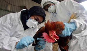 Una niña de 2 años muere por gripe aviar en Camboya