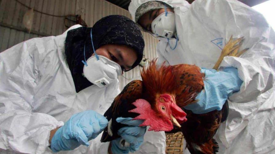 Una niña de 2 años muere por gripe aviar en Camboya
