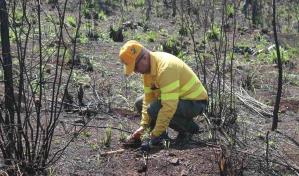 Plantan 3,000 árboles en Área de Recreo Loma de Guaigüí tras incendios forestales 