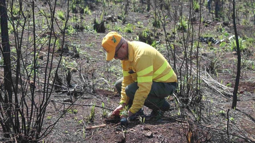 Plantan 3,000 árboles en Área de Recreo Loma de Guaigüí tras incendios forestales 