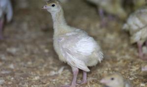Gripe aviar mortal reaparece en aves de corral para consumo humano en EE.UU.