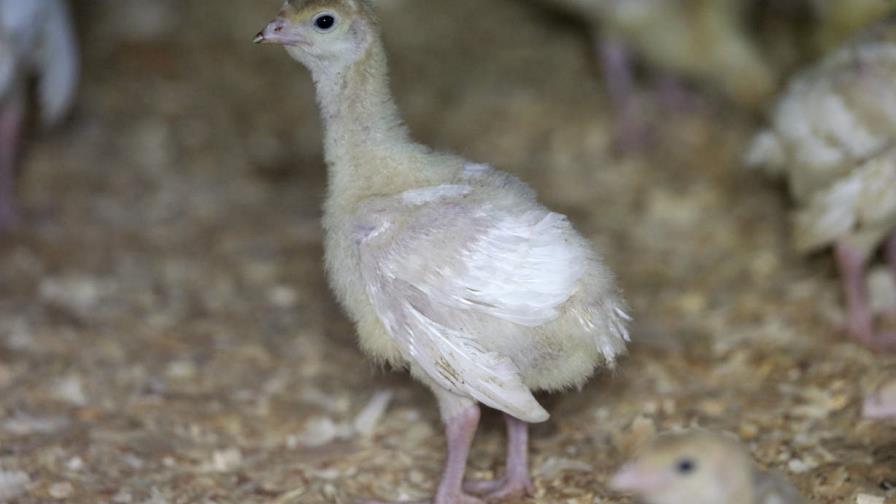Gripe aviar mortal reaparece en aves de corral para consumo humano en EE.UU.