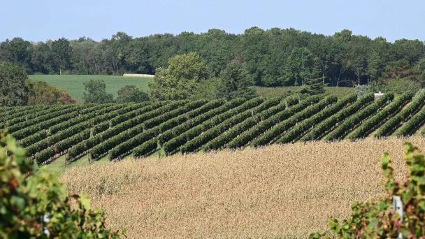 El negocio del vino francés pide a Bruselas que lleve la guerra comercial a otro sector