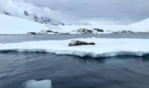 El volumen de más del 40 % de las plataformas de hielo de la Antártida se ha reducido