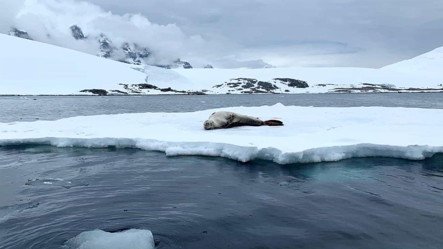 El volumen de más del 40 % de las plataformas de hielo de la Antártida se ha reducido