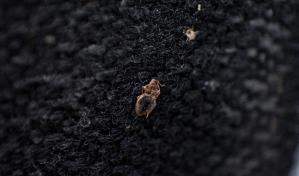 Detectan plaga de chinches en centro de salud de Los Alcarrizos