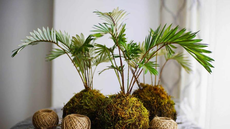 Kokedama, el arte japonés para tus plantas, que cada vez toma mayor espacio