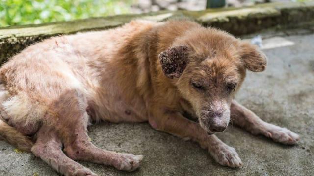 qué comida para perros está matando perros 2018