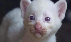 Un puma albino nacido en cautiverio, la nueva atracción de un zoológico en Nicaragua