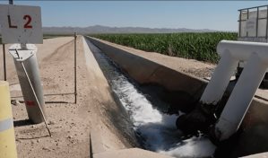 Arizona busca proteger el agua al cancelar un contrato saudí para cultivar en el desierto