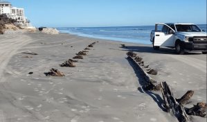 Hallan restos de un barco del siglo XIX en San Agustín, la ciudad más antigua de EE.UU.