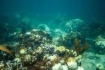 Arrecifes como refugio del cambio climático