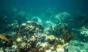 Arrecifes como refugio del cambio climático