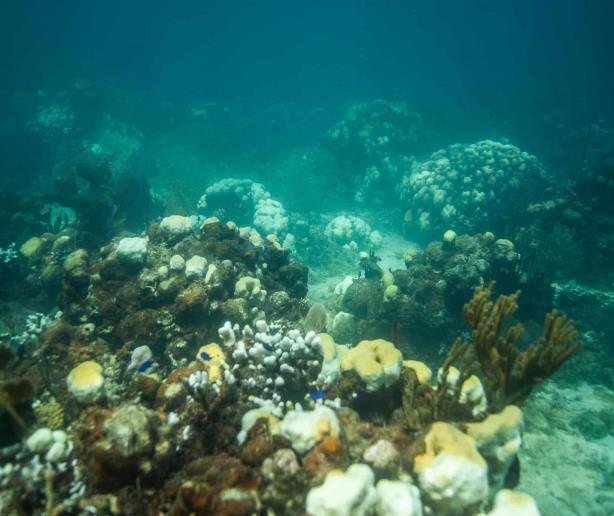 Arrecifes como refugio del cambio climático