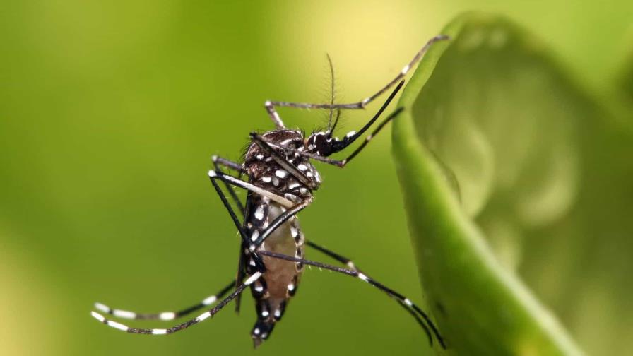 Dengue: una de las mayores epidemias