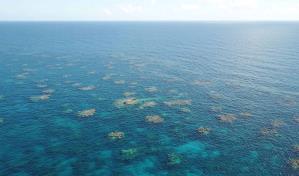 Banco de La Plata: 37 años del primer santuario de mamíferos marinos del Atlántico